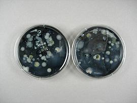 In zwei Petrischalen werden Wasserproben aus einer Verdunstungskühlanlage auf Legionellen untersucht.