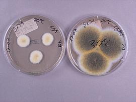 Zwei Petrischalen mit einer Schimmelpilzreinkultur.